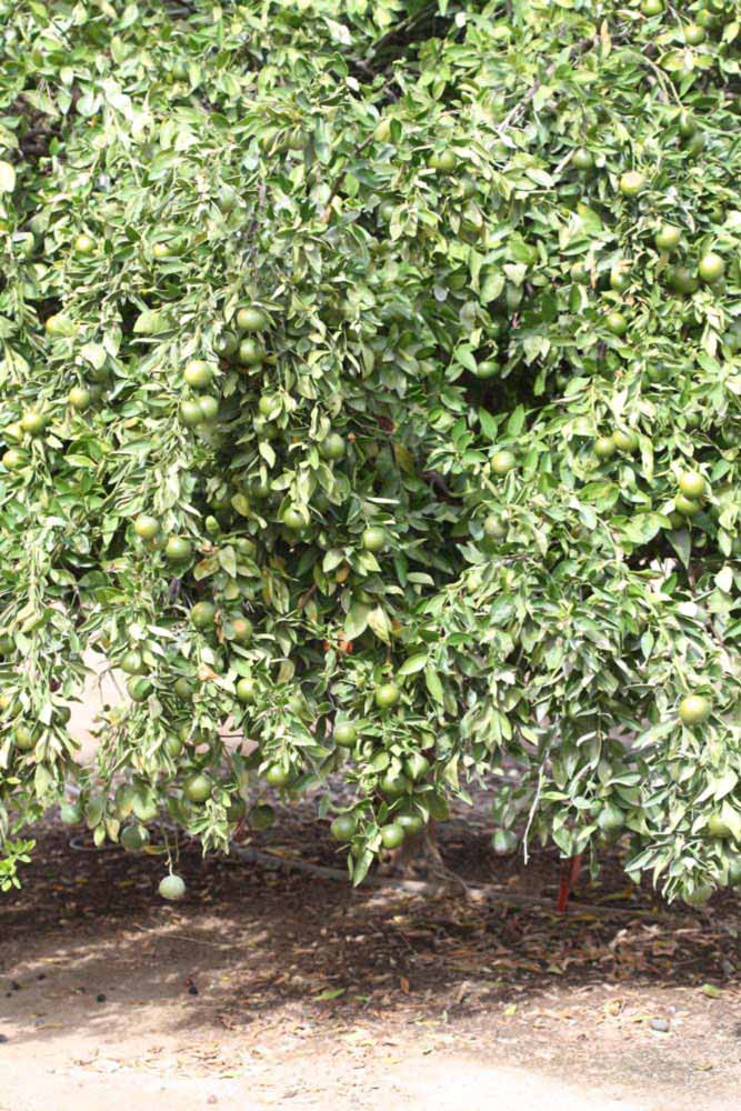            Habit (Riverside, CA)   